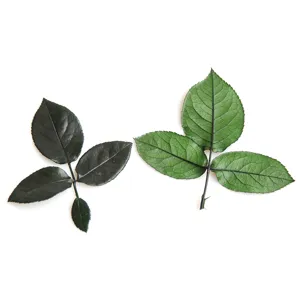 Natural Preserved Rose Leaves Real Leaf Handmade DIY Craft Materials For Aromatherapy Candle Picture Frame Home Decor