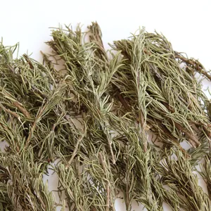 Natural dried rosemary branches stems for aromatherapy craft DIY Christmas decor spices.