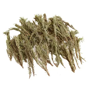 Natural dried rosemary branches for aromatherapy, DIY craft, herbal spice, home decor.