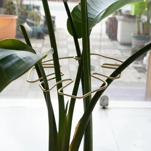 Gold metal plant support ring, plant stake for indoor potted plants and garden greening.