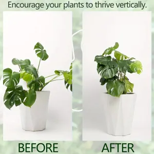 Metal plant stake detail showing vertical support effect for potted monstera plants clearly.