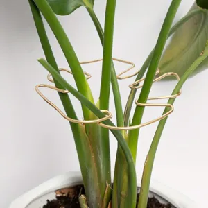 Gold monstera leaf metal plant support ring, decorative plant stake for potted plants and garden decor.
