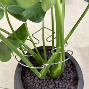Metal plant support ring for monstera stems, sturdy garden flower pot holder accessory.