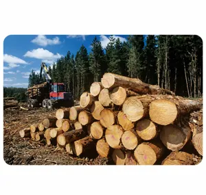 Natürliches Holz Rohmaterial Baumstamm Display für umweltfreundliche Dekoration und Holztabletts.