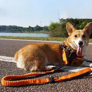 Durable reflective dog leash and harness set with shock absorbing elastic for safe walking.