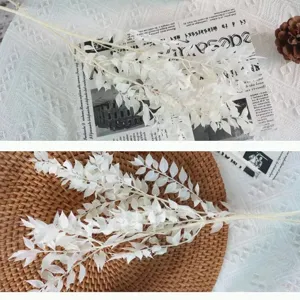 Foglie Secche Conservate Di Ruscus Sbiancato Materiale DIY Accessorio Floreale Matrimonio