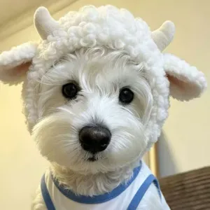 Kleine hond met een witte, pluizige lammetjeskap met krulvacht, hoorns en hangende oren
