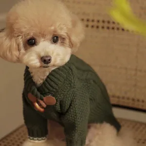 Primo piano di un cane con maglione verde scuro a trecce, alamari in pelle e polsini crema