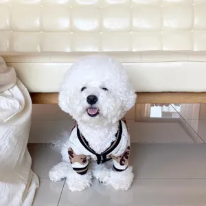 Perro pequeño blanco y rizado con jersey tejido crema de leopardo y ribetes negros en casa