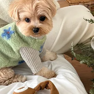 Close-up of a small dog wearing a fuzzy green sweater with blue flowers and gray ribbed sleeves