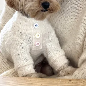 Close-up of a small dog wearing an ivory open-knit sweater with three colorful front buttons
