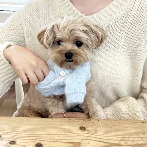 Small dog wearing a pale blue knitted cardigan with button fastening, held on a person's lap