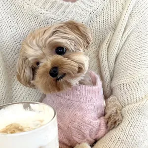 Small dog wearing a pink cable-knit turtleneck sweater, pictured in a cozy home setting