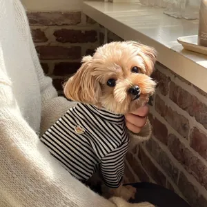 Small dog wearing a black-and-white striped long-sleeve top beside a brick wall in natural light