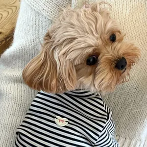 Close-up of a small curly-haired dog wearing a black-and-white striped top with a heart patch