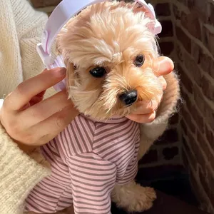 Close-up of a small dog wearing a pink and gray striped knit outfit and white headphones
