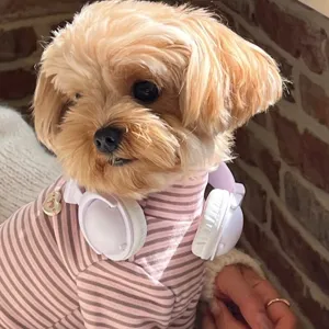 Close-up of a small dog wearing a pink and gray striped shirt, headphones and a heart-shaped tag