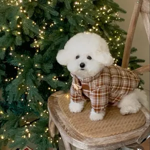 Petit chien blanc portant un manteau à carreaux bruns, assis sur une chaise devant un sapin illuminé.