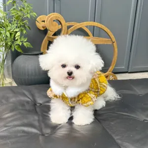 Perro pequeño blanco con jersey amarillo de cuadros y ribete de pelo blanco, fotografiado sentado