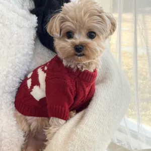 Petit chien portant un pull rouge en maille à motif géométrique blanc près d’une fenêtre