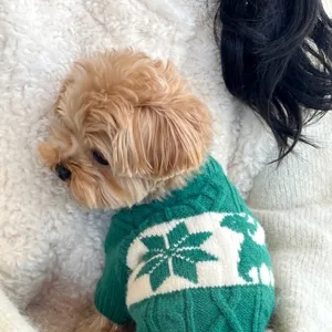 Petit chien en pull tricoté vert et blanc, motifs flocons et rennes, couché sur une couverture douce