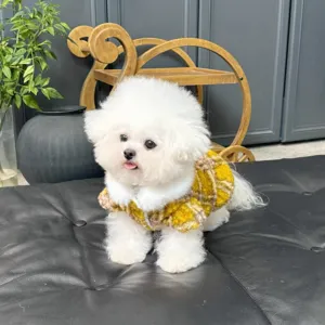 Un pequeño perro blanco y esponjoso lleva un chaleco amarillo de cuadros sobre un cojín oscuro.