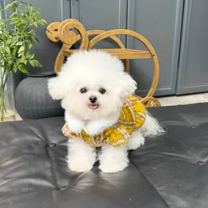 Perro pequeño blanco con abrigo de punto amarillo a cuadros sobre un cojín negro de cuero