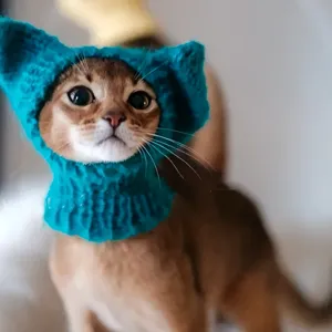 Capuche tricotée turquoise pour chat, avec oreilles pointues et bavette assortie, portée de face
