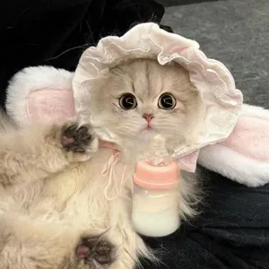 Light-colored cat wearing a pink-and-white lace rabbit-ear hat, styled for cute photos