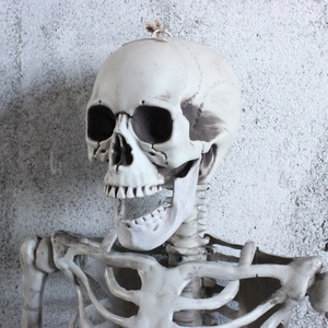 Macro detail of realistic human skeleton head and ribcage for Halloween horror decor