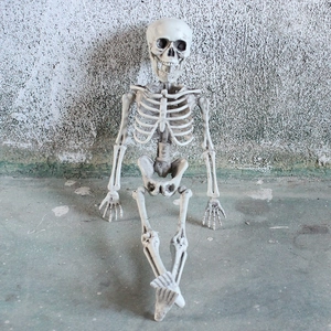 Realistic full body skeleton model for Halloween prop decoration on concrete wall background
