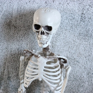 Life-size human skeleton model for Halloween decor featuring detailed skull and rib cage