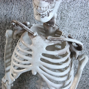 Detailed close-up of a weathered human skeleton model showing the ribcage and collarbone