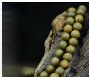Gros plan d'un chapelet de 108 perles en bois de santal vert avec grain naturel