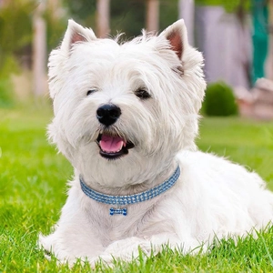 Blue rhinestone dog collar with bone charm shown on a West Highland White Terrier