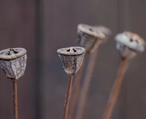 Cápsulas de eucalipto secas con detalle en cruz para decoración rústica del hogar