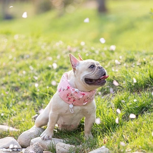French Bulldog wearing a pink flamingo pattern cooling neck wrap on a sunny lawn