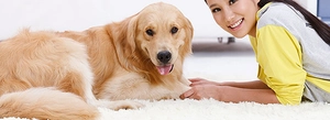 Golden Retriever dog sitting on a plush white shag rug with a person at home