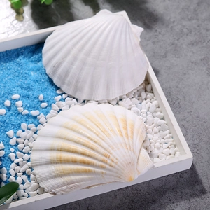Close-up of white and cream natural scallop shells on blue sand in a wooden tray