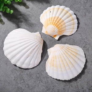 Detailed view of three white scallop shells with orange stripes on gray background