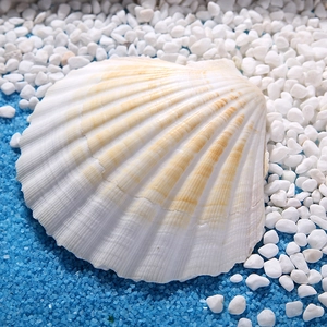 Natural white and beige striped scallop shell on white pebbles and blue sand decor