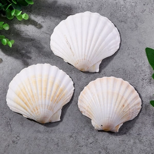Close-up of three natural white scallop shells with textured ribs on a grey stone surface