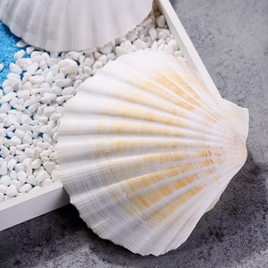 Natural white scallop shell with orange stripes for home decor and aquarium landscaping