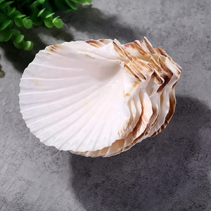 Natural white scallop shells with brown stripes for aquarium decor and DIY crafts