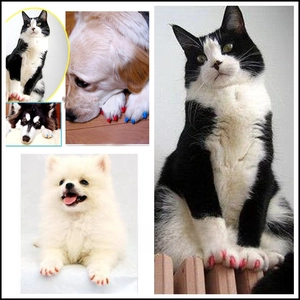 Colorful soft silicone pet nail caps for cats and dogs shown in multiple display angles