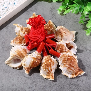 Close-up of natural striped conch shell whistles tied with a red string for decoration