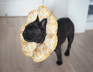 Soft yellow sunflower pet cone collar with giraffe print on a black French Bulldog
