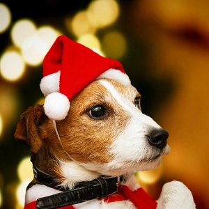 Plush Christmas hat and scarf set for dogs with festive holiday lights background