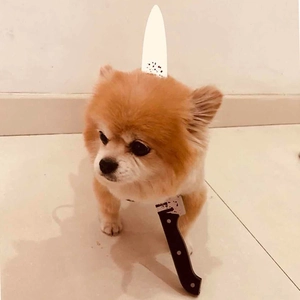 Detail of Halloween pet headband with bloody knife prop on a Pomeranian dog