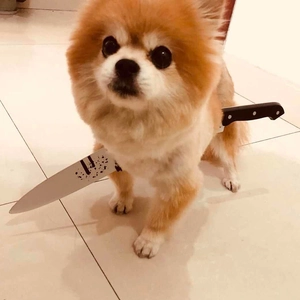 Halloween knife headband prop for pets with realistic blood effect and 3D simulation style